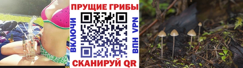наркотики Ардон Галлюциногенные грибы Cubensis